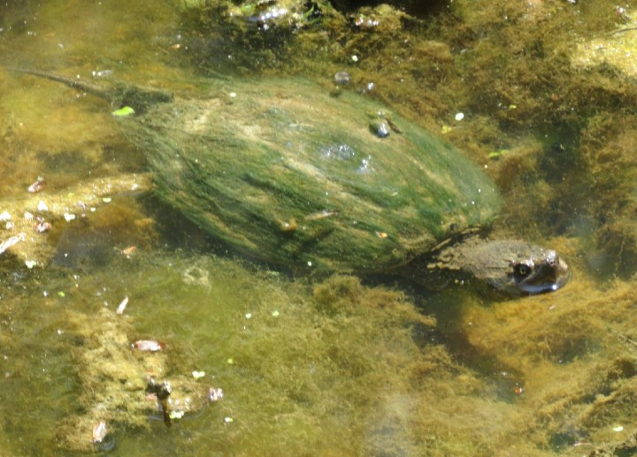 Common Snapping Turtle